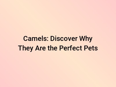 Camels: Discover Why They Are the Perfect Pets