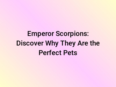 Emperor Scorpions: Discover Why They Are the Perfect Pets