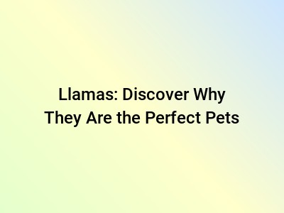 Llamas: Discover Why They Are the Perfect Pets