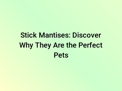 Stick Mantises: Discover Why They Are the Perfect Pets