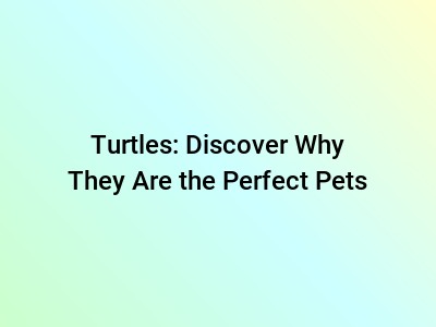 Turtles: Discover Why They Are the Perfect Pets